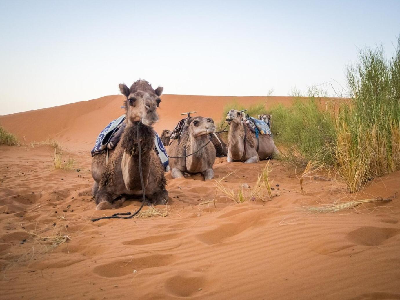 Aladdin Merzouga Camp Exterior photo